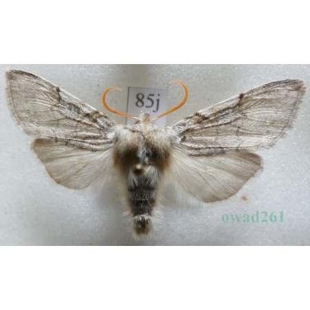 Achlya flavicornis (Linnaeus, 1758) Przestrożnica żółtorożka Czech85j